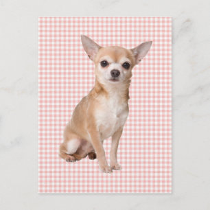 Chihuahua Postcard