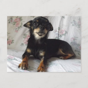 chihuahua Postcard