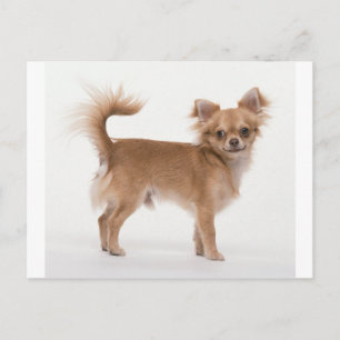 Chihuahua Postcard