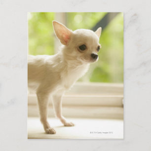 Chihuahua Postcard