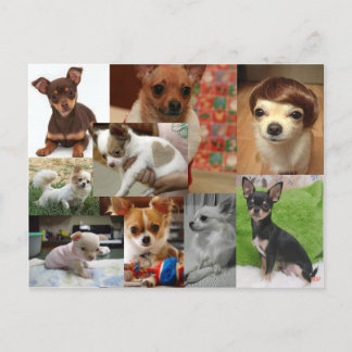 Chihuahua Postcard