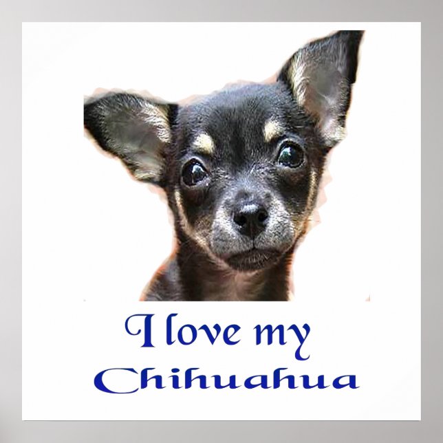 Chihuahua poster (Front)