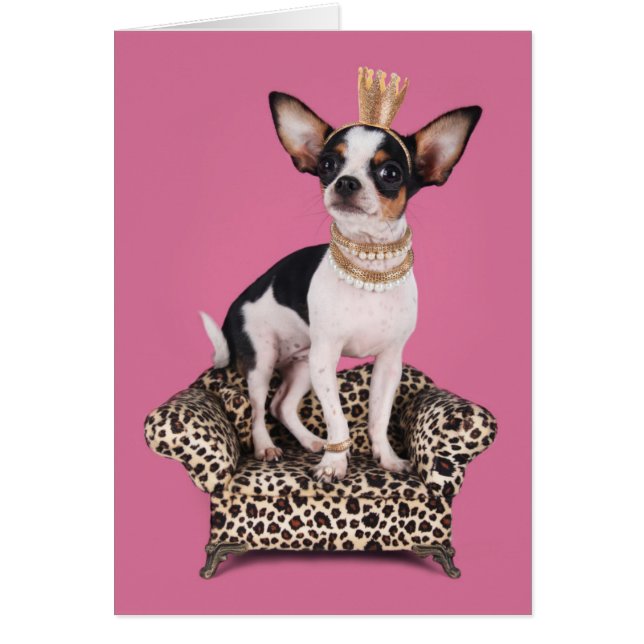 Chihuahua Princess (Front)