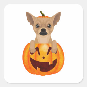 Chihuahua Pumpkin  Square Sticker