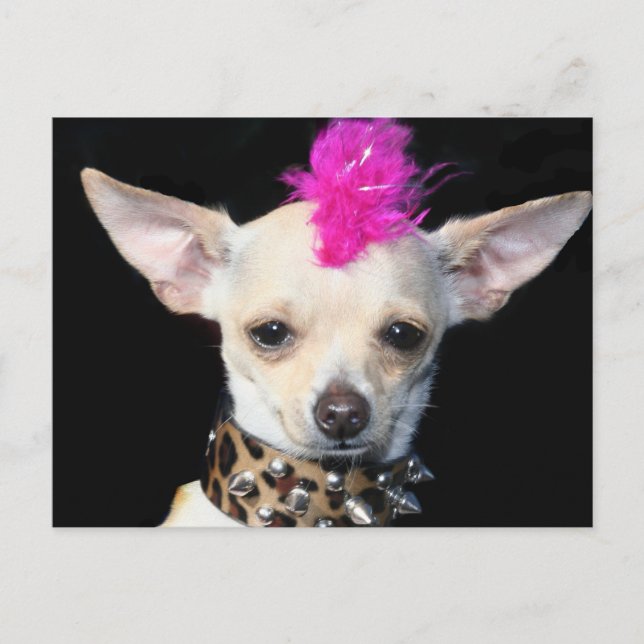 Chihuahua Punk Postcard (Front)