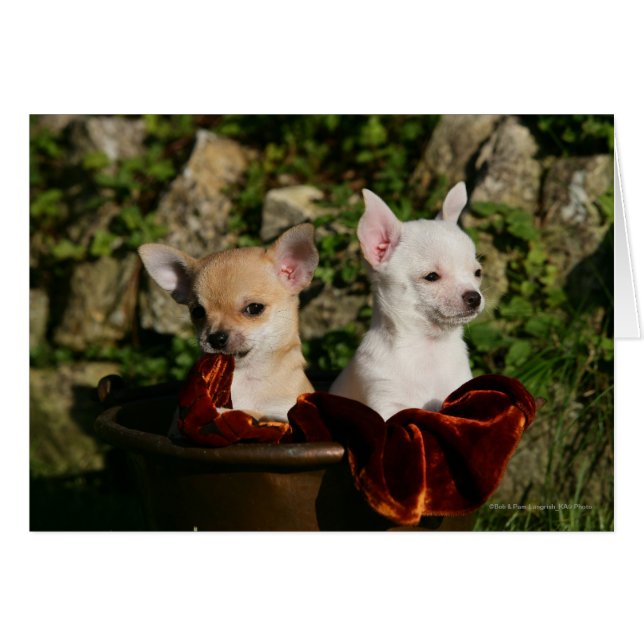 Chihuahua Puppies (Front Horizontal)