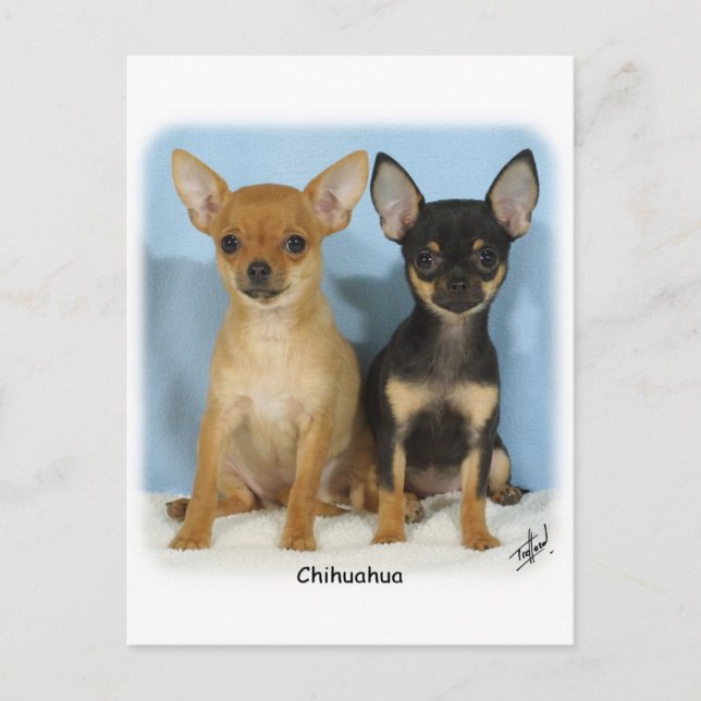 Chihuahua puppies 9W079D-011 Postcard (Front)