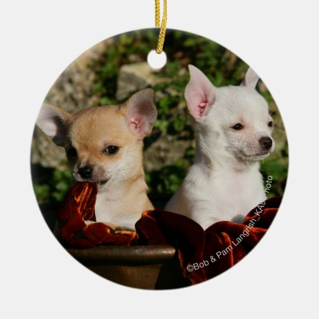 Chihuahua Puppies Ceramic Ornament (Front)
