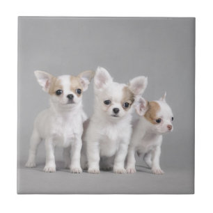 Chihuahua puppies ceramic tile