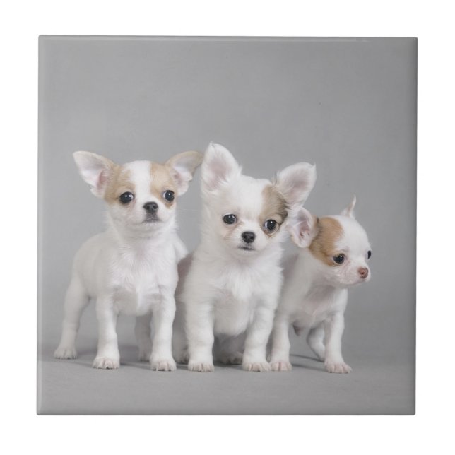 Chihuahua puppies ceramic tile (Front)