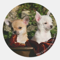 Chihuahua Puppies