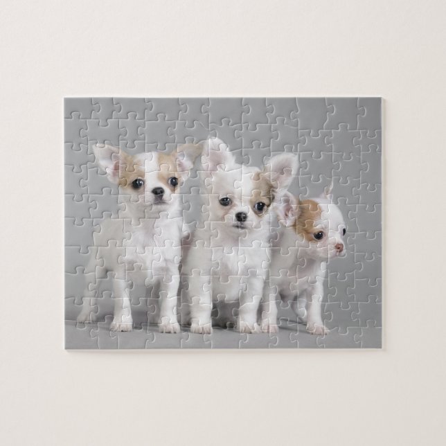 Chihuahua puppies jigsaw puzzle (Horizontal)