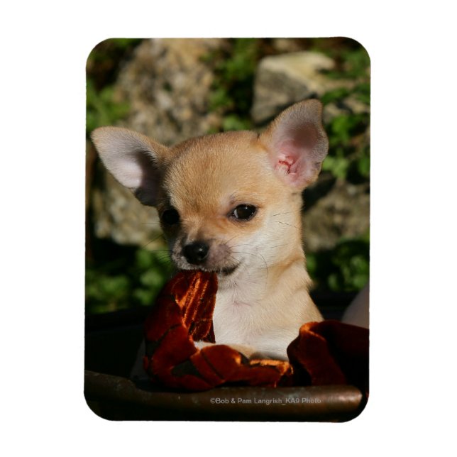 Chihuahua Puppies Magnet (Vertical)