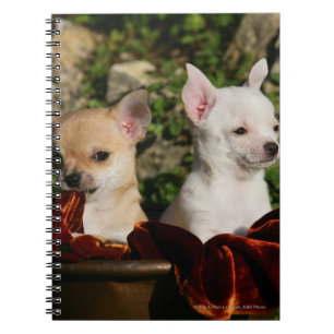 Chihuahua Puppies Notebook