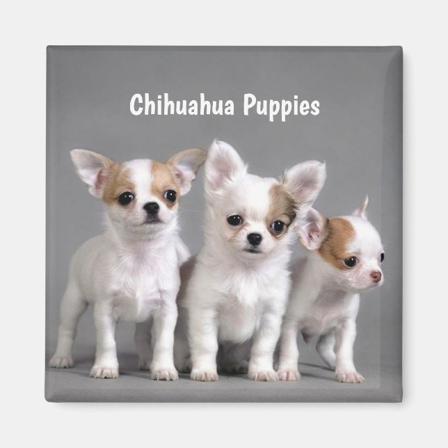 Chihuahua Puppies Posing for photo Magnet (Front)