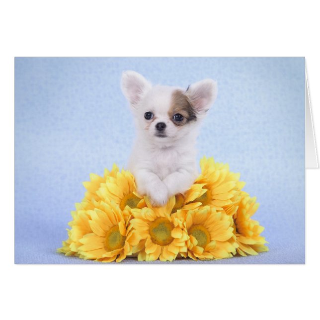 Chihuahua puppy (Front Horizontal)