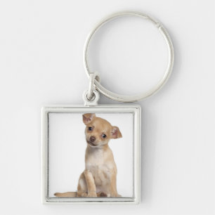 Chihuahua puppy (2 months old) key ring