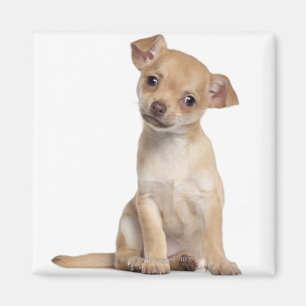 Chihuahua puppy (2 months old) magnet