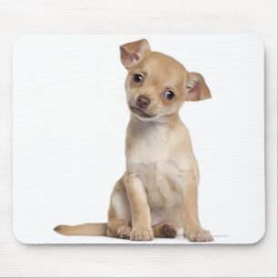 Chihuahua puppy (2 months old) mouse pad