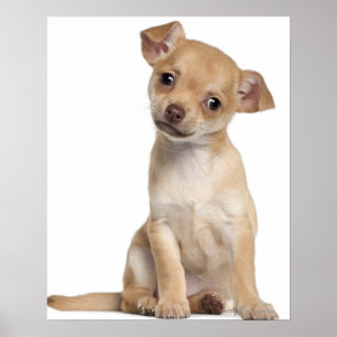 Chihuahua puppy (2 months old) poster