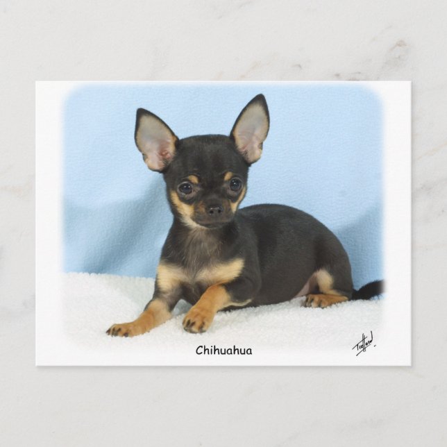 Chihuahua puppy 9W079D-027 Postcard (Front)