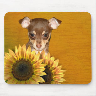Chihuahua puppy and sunflowers mouse pad