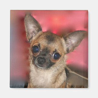 Chihuahua puppy blank magnet