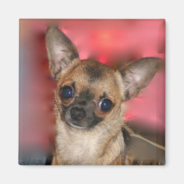 Chihuahua puppy blank magnet (Front)