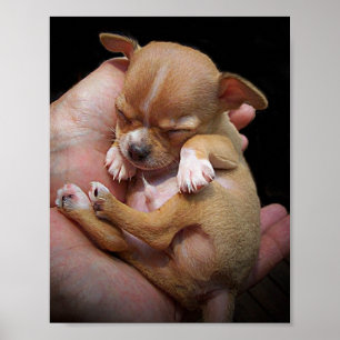 Chihuahua Puppy Blessing Poster