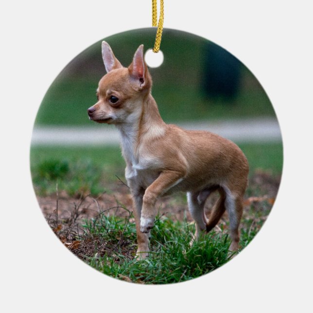 Chihuahua Puppy Ceramic Ornament (Front)