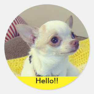 Chihuahua Puppy  Classic Round Sticker