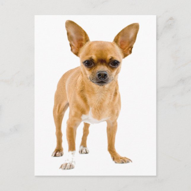 Chihuahua Puppy Dog Blank Greeting Post Card (Front)