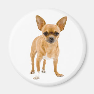 Chihuahua Puppy Dog Fridge Magnet