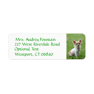 Chihuahua Puppy Dog Return Address Name Label Return Address Label
