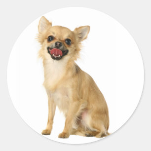 Chihuahua Puppy Dog Stickers / Seals