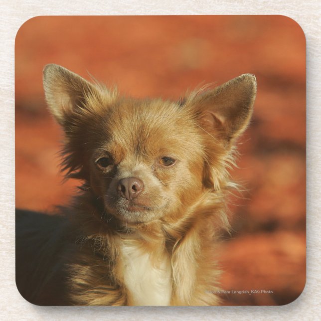 Chihuahua Puppy Headshot Coaster (Front)