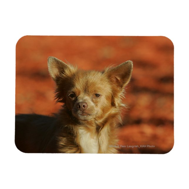 Chihuahua Puppy Headshot Magnet (Horizontal)