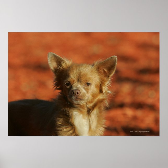 Chihuahua Puppy Headshot Poster (Front)