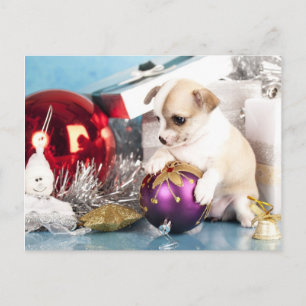 Chihuahua puppy holding Christmas Ball Holiday Postcard