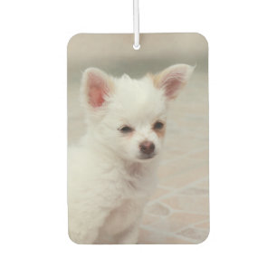 Chihuahua puppy in a garden car air freshener