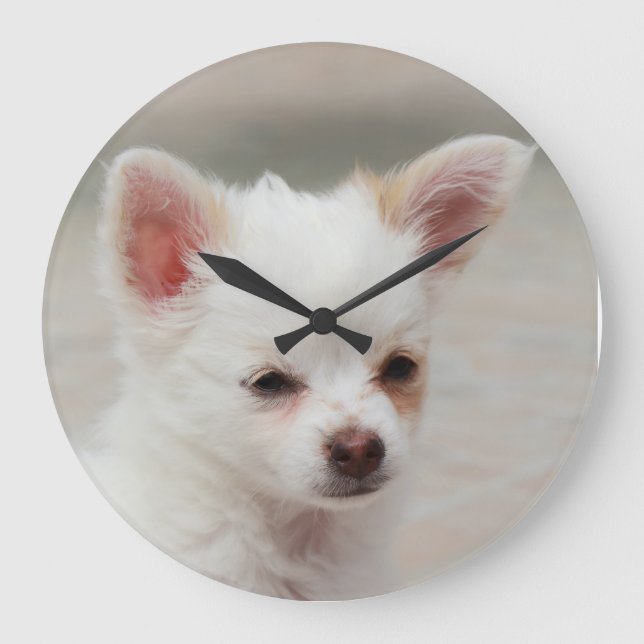 Chihuahua puppy in a garden large clock (Front)