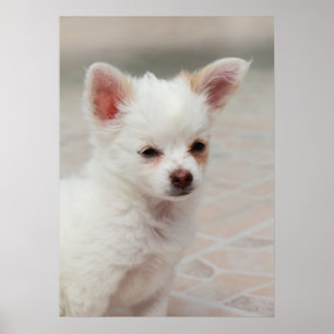 Chihuahua puppy in a garden poster
