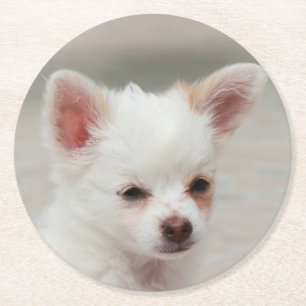 Chihuahua puppy in a garden round paper coaster