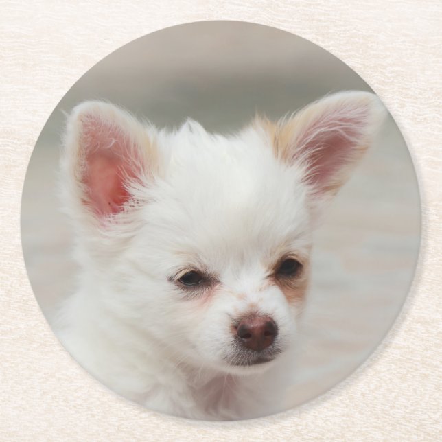 Chihuahua puppy in a garden round paper coaster (Front)