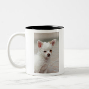 Chihuahua puppy in a garden Two-Tone coffee mug