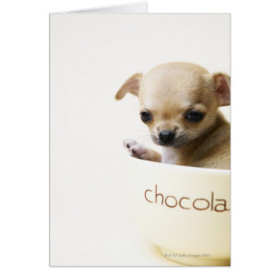 Chihuahua puppy in bowl (cropped)