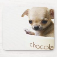 Chihuahua puppy in bowl (cropped)