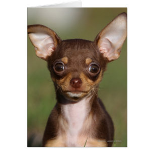 Chihuahua Puppy Looking at Camera