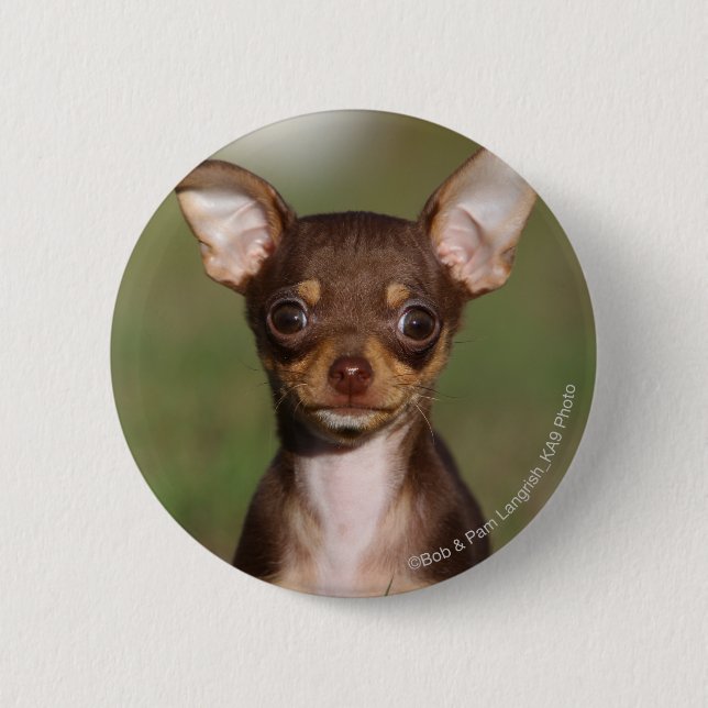 Chihuahua Puppy Looking at Camera 6 Cm Round Badge (Front)