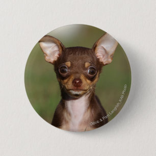 Chihuahua Puppy Looking at Camera 6 Cm Round Badge